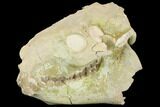 Fossil Oreodont (Merycoidodon) Skull - Wyoming #144151-6